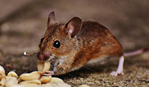 24 Hour & Emergency Exterminators in Bothell, WA